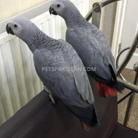 african-grey-parrots-available-african-grey-parrot-karachi-1