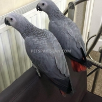 african-grey-parrots-pair-available-african-grey-parrot-lahore