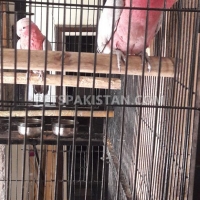galah-cockatoo-rose-breasted-cokatoo-cockatoos-lahore-1