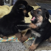 gorgeous-german-shepherd-puppies-german-shepherd-allah-abad