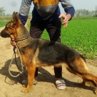 german-shepherd-female-german-shepherd-lahore-3
