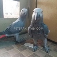 african-grey-parrots-pair-african-grey-parrot-islamabad