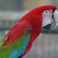 beautiful-hand-reared-parrots-available-macaws-islamabad