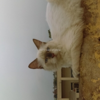 balinese-male-balinese-bahawalpur-2