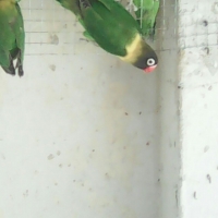 lovebirds-for-sale-lovebirds-abbottabad-6