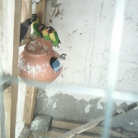 lovebirds-for-sale-lovebirds-abbottabad-4