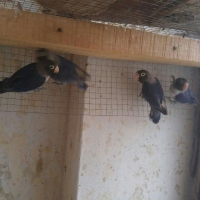 lovebirds-for-sale-lovebirds-abbottabad-2