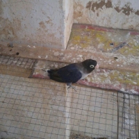 lovebirds-for-sale-lovebirds-abbottabad