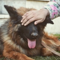 german-shephard-female-german-shepherd-karachi