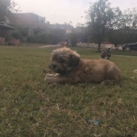 shih-tzu-shih-tzu-lahore