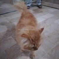 persian-3-coated-male-cat-for-sale-persian-cats-khan-pur-5