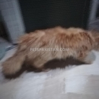 persian-3-coated-male-cat-for-sale-persian-cats-khan-pur-4