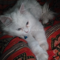 persian-triple-code-blue-eyes-persian-cats-islamabad