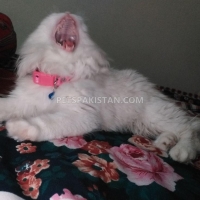persian-triple-code-blue-eyes-persian-cats-islamabad-2