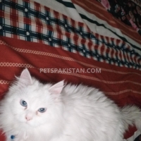 persian-triple-code-blue-eyes-persian-cats-islamabad-4