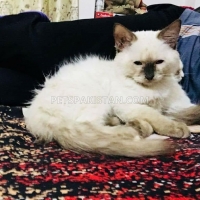 balinese-male-balinese-bahawalpur-3