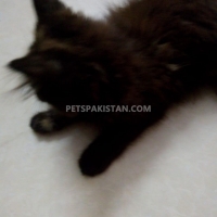 persion-cat-forsale-persian-cats-lahore-11