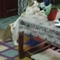 ragamuffin--bahawalpur