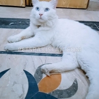 persian-tripple-coated-male-cat-in-lahore-persian-cats-lahore-3