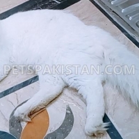 persian-tripple-coated-male-cat-in-lahore-persian-cats-lahore-2