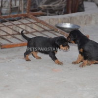 doberman-puppies-doberman-bahawalpur-2