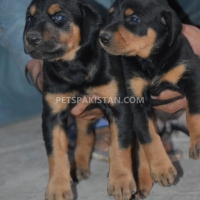 doberman-puppies-doberman-bahawalpur