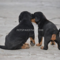 doberman-puppies-doberman-bahawalpur-3