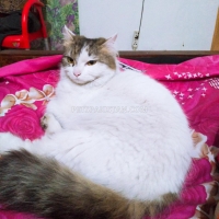 turkish-van-cat-turkish-cat-sargodha