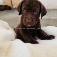 puppies-labrador-retriever-karachi-2