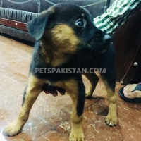 excellent-quality-german-shepherd-dog-2-months-double-coat-male-pup-german-shepherd-lahore