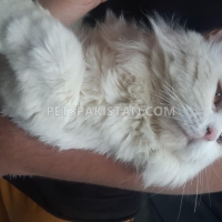 persian-cat-white-persian-cats-bahawalnagar-3