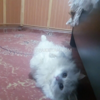 persian-cat-white-persian-cats-bahawalnagar-8