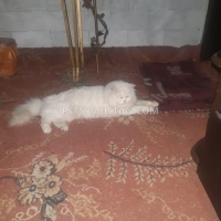 persian-cat-white-persian-cats-bahawalnagar-2