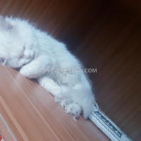 persian-cat-white-persian-cats-bahawalnagar-6