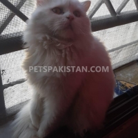 persian-cat-persian-cats-bahawalnagar-6