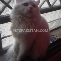 persian-cat-white-persian-cats-bahawalnagar-5