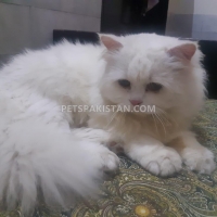 persian-cat-persian-cats-bahawalnagar-3