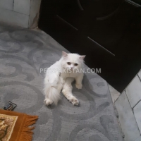 persian-cat-white-persian-cats-bahawalnagar-4