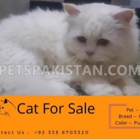 persian-cat-white-persian-cats-bahawalnagar-1