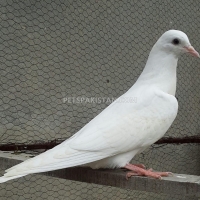 fancy-pigeon-fantail-pigeons-gujar-khan-7