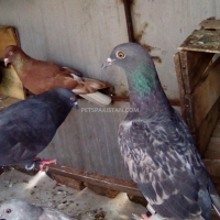 fancy-pigeon-fantail-pigeons-gujar-khan-6