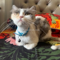 fertile-female-persian-cat-persian-cats-islamabad-4