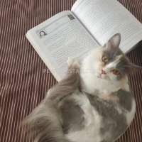 fertile-female-persian-cat-persian-cats-islamabad-6