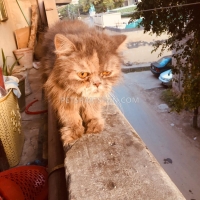persian-cat-gray-punch-face-persian-cats-lahore-2