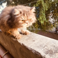 persian-cat-gray-punch-face-persian-cats-lahore