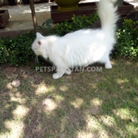 persian-kittens-and-cats-for-sale-pure-breed-persian-cats-islamabad-5