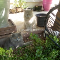 persian-kittens-and-cats-for-sale-pure-breed-persian-cats-islamabad-6