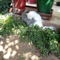 persian-kittens-and-cats-for-sale-pure-breed-persian-cats-islamabad-4