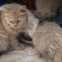 persian-kittens-and-cats-for-sale-pure-breed-persian-cats-islamabad-3