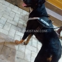 cross-breed-other-gujranwala-2